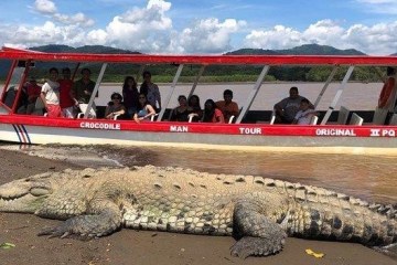 crocodile in swamp